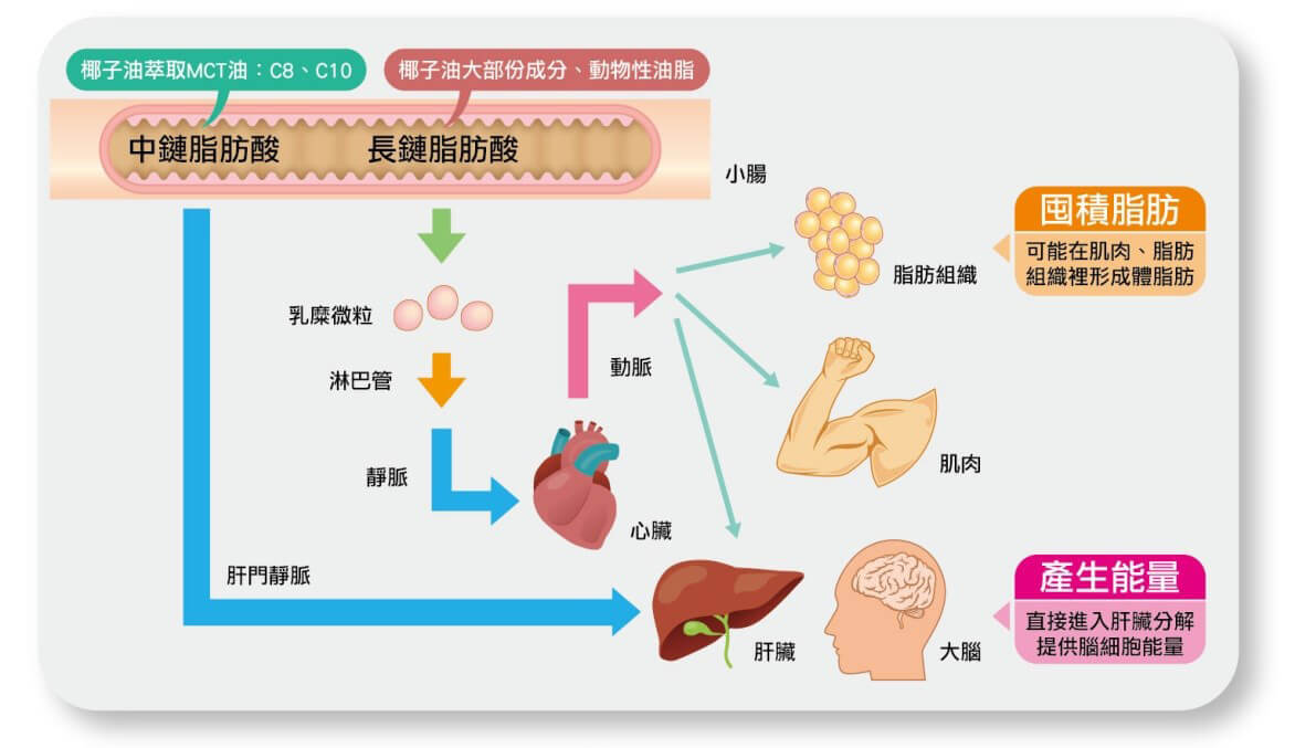 MCT油